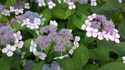 Hydrangea Serrata Blue Bird - Blue Bird Hydrangea