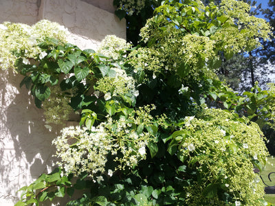 Hydrangea petiolaris