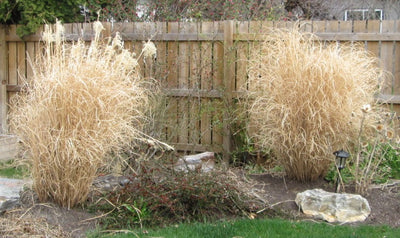 Cut Down Ornamental Grasses if you have not yet done so.