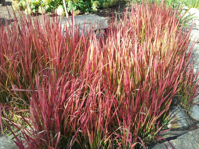 Imperata cylindrica 'Rubris' or 'Red Baron'