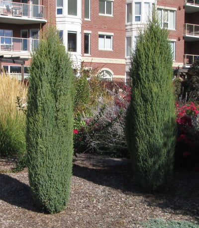 Juniperus communis 'Hibernica'