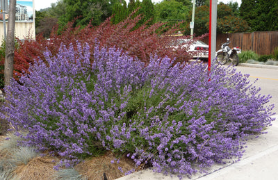 Lavandula Angustifolia 'Hidcote' - Hidcote Lavender