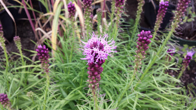 Liatris Spicata - Gayfeather