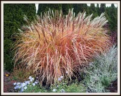 Miscanthus sinensis 'Golieth' - Giant Maiden Grass