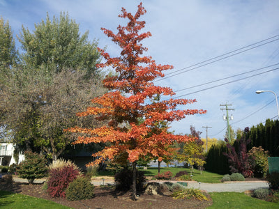 Quercus palustris