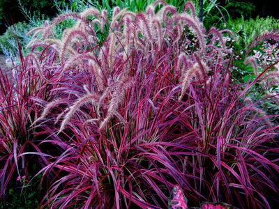 Fireworks Fountain Grass