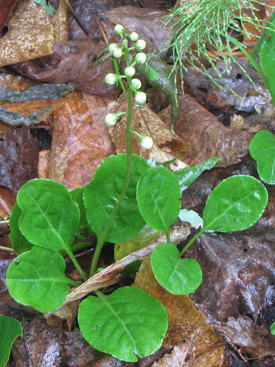 Pyrola Elliptica – Shinleaf, White Wintergreen