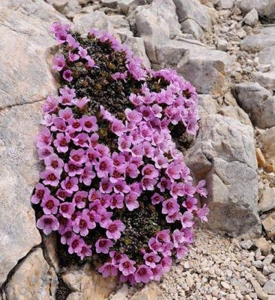 Saxifraga Oppositifolia - Purple Saxifrage