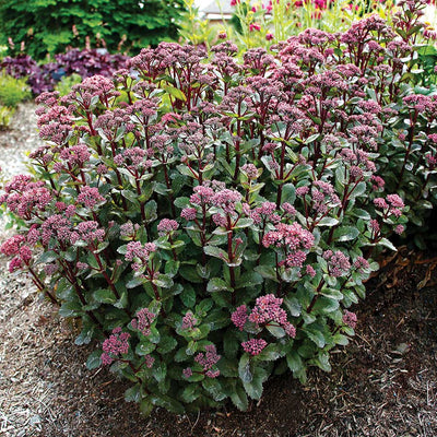 New Plant Introduction: Sedum 'Double Martini'