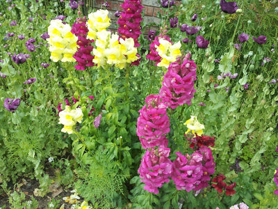 Snap Dragon - Antirrhinum