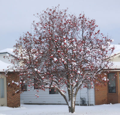 Sorbus Decora - Mountain Ash