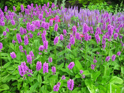 PPA Perennial Plant of 2019: Stachys 'Hummelo'