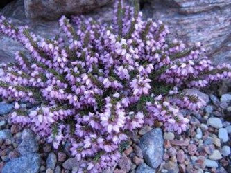 Plant of the Week April 18, 2021 - Winter Flowering Heather (Erica carnea)