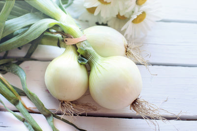 How to grow Onions