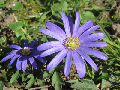 Plant of the Week April 25, 2021 - Grecian Windflower (Anemone blanda)