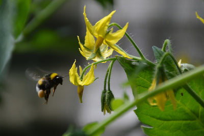 Plant Story of the Month - The Tomato & the Bumblebee