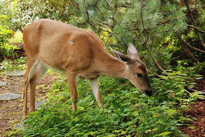 Deer Resistant Plants To Grow In Your Yard