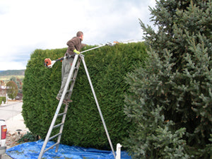Trim your hedge in July!