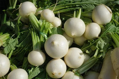 Edible of the Month - Hakurei Hybrid Japanese Turnip (Brassica rapa)