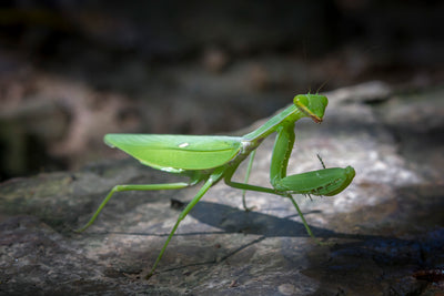 Beneficial of the Month - The Praying Mantis