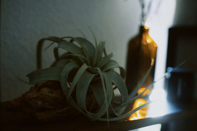 How to Grow Air Plants