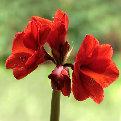 Amaryllis (Hippeastrum sp.)