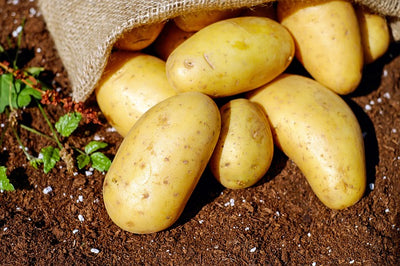 What You Need To Know About Selecting Potatoes For Your Garden