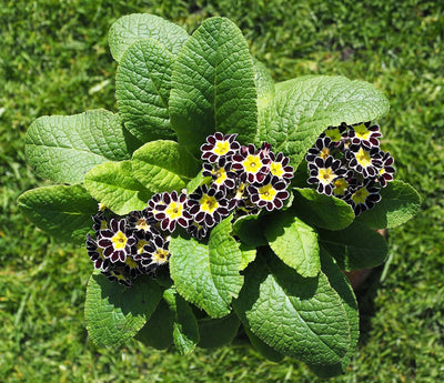 Primula auricula