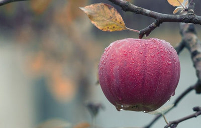 The Goods on Growing and Pruning Fruit Trees | Course