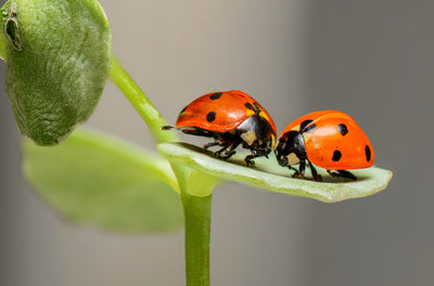 Understanding Beneficial Insects (48min) | GrowerCoach.com
