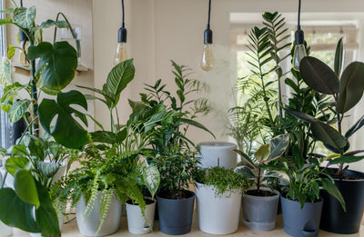 How To Care For Indoor And Tropical Plants | Course